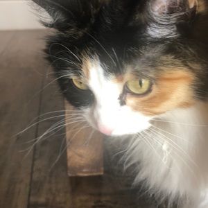 Meet your Posher, Lindsey